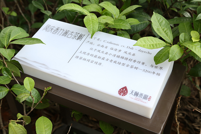 云南白药天顾茶园标识导视系统赏析